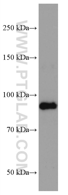 WB analysis of human saliva using 67004-1-Ig (same clone as 67004-1-PBS)