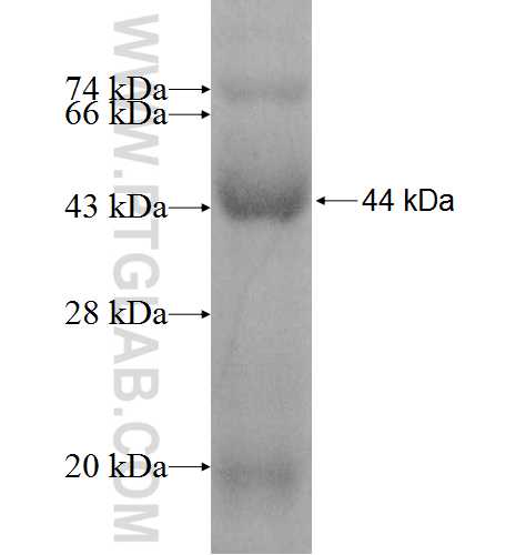 TGM4 fusion protein Ag8892 SDS-PAGE