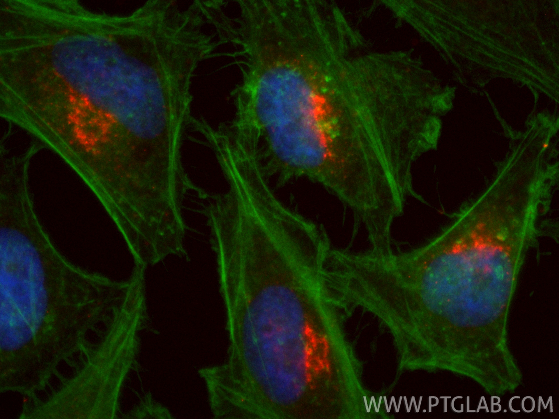 Immunofluorescent analysis of (4% PFA) fixed HeLa cells using CoraLite®594 TGN46 antibody (CL594-83099-2, Clone: 230376D6 ) at dilution of 1:200, CL488-phalloidin (green). IF Staining of HeLa using CL594-83099-2