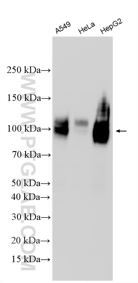 WB analysis using RMX00075 WB analysis using RMX00075