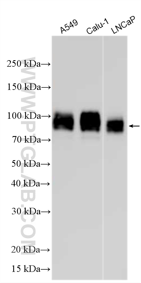 WB analysis using 13573-1-AP