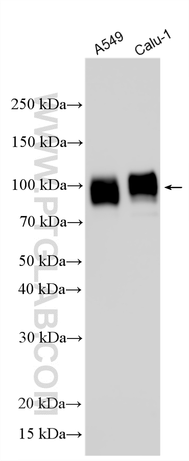 Various lysates were subjected to SDS PAGE followed by western blot with 13573-1-AP (TGN46 antibody) at dilution of 1:30000 incubated at room temperature for 1.5 hours. WB analysis using 13573-1-AP