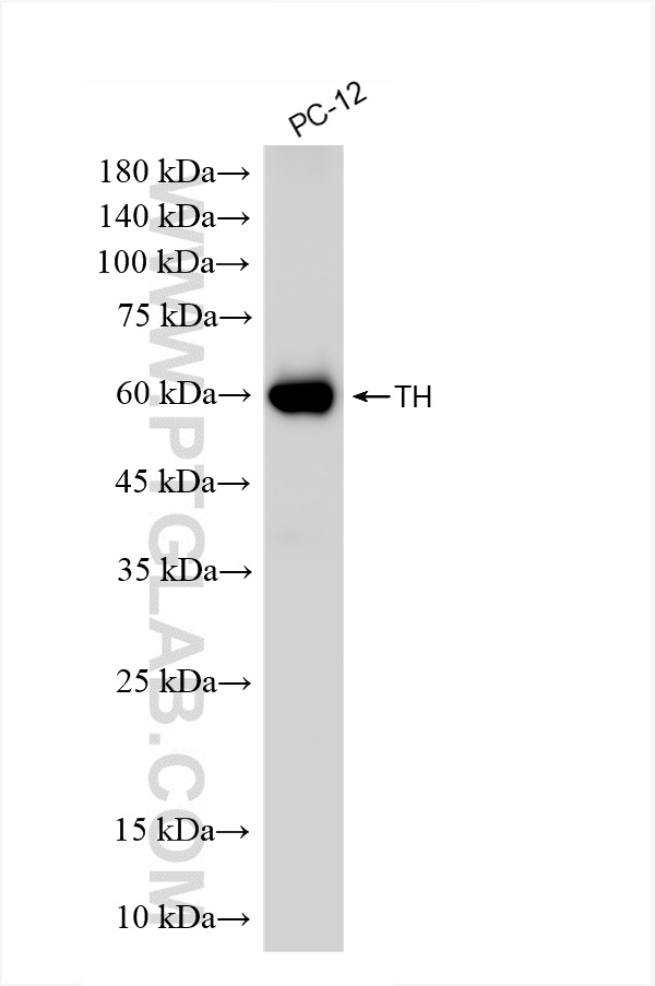 WB analysis of PC-12 using 85929-5-RR