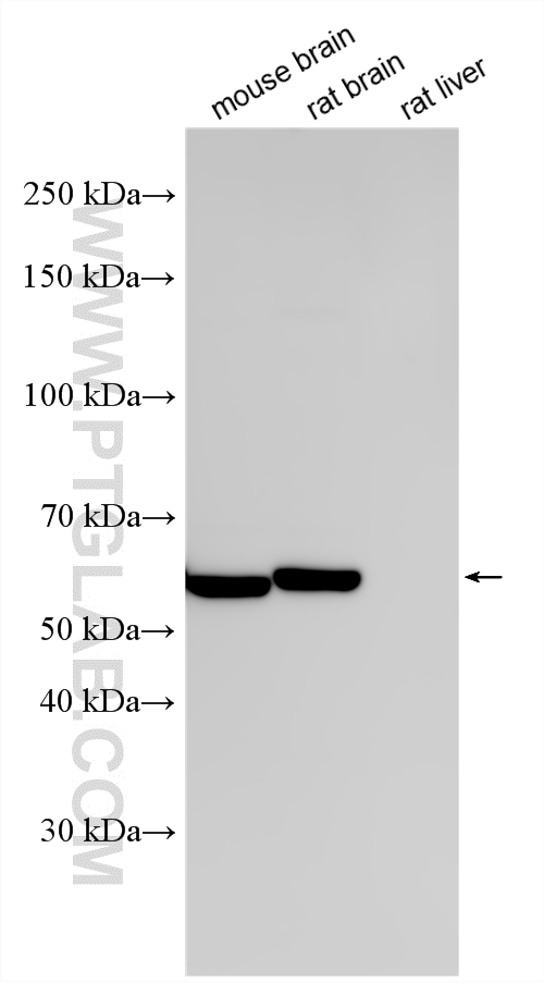 WB analysis using RMX00053