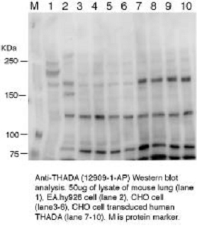 WB analysis of CHO cells using 12909-1-AP