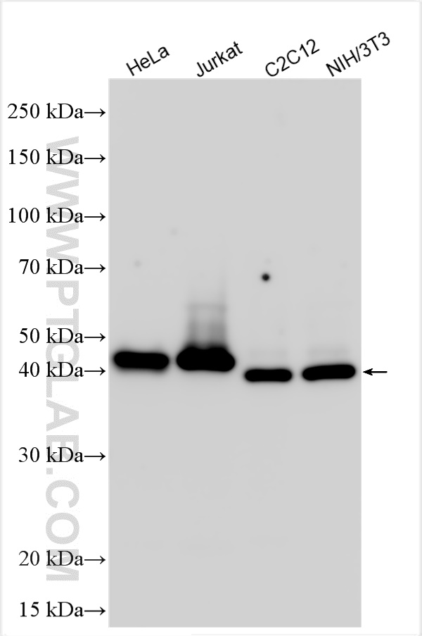 WB analysis using 23030-1-AP