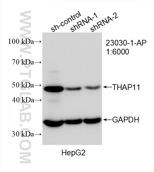 WB analysis of HepG2 using 23030-1-AP