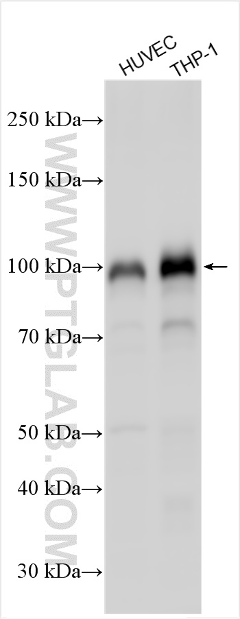 WB analysis using 14318-1-AP