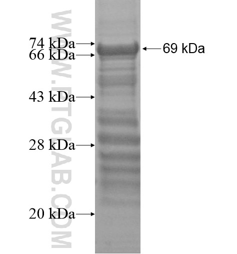 THEG fusion protein Ag13571 SDS-PAGE