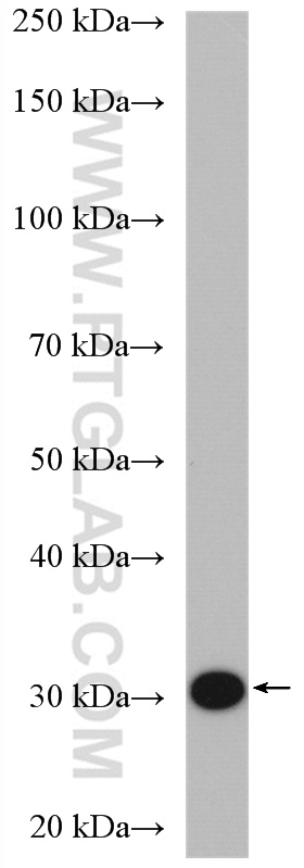 WB analysis of K-562 using 15208-1-AP