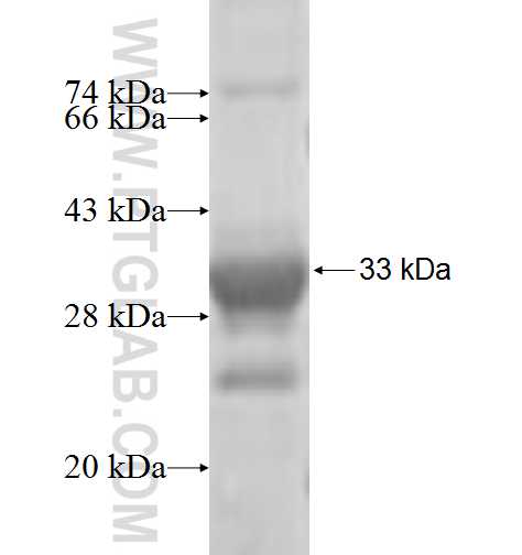 THG1L fusion protein Ag7528 SDS-PAGE THG1L fusion protein Ag7528 SDS-PAGE
