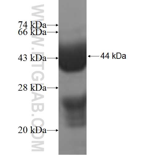 THNSL1 fusion protein Ag8272 SDS-PAGE THNSL1 fusion protein Ag8272 SDS-PAGE
