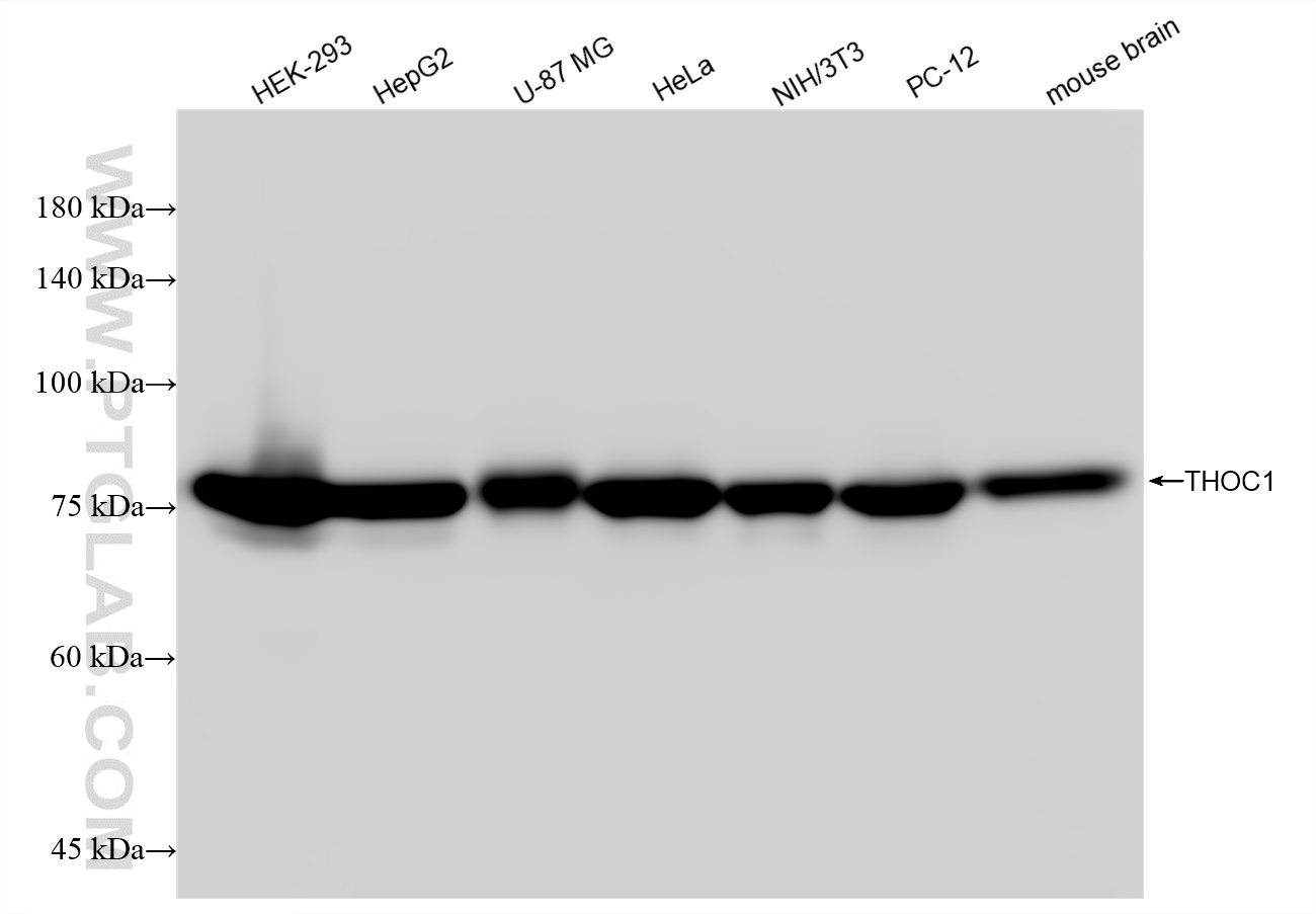 WB analysis using 85642-5-RR