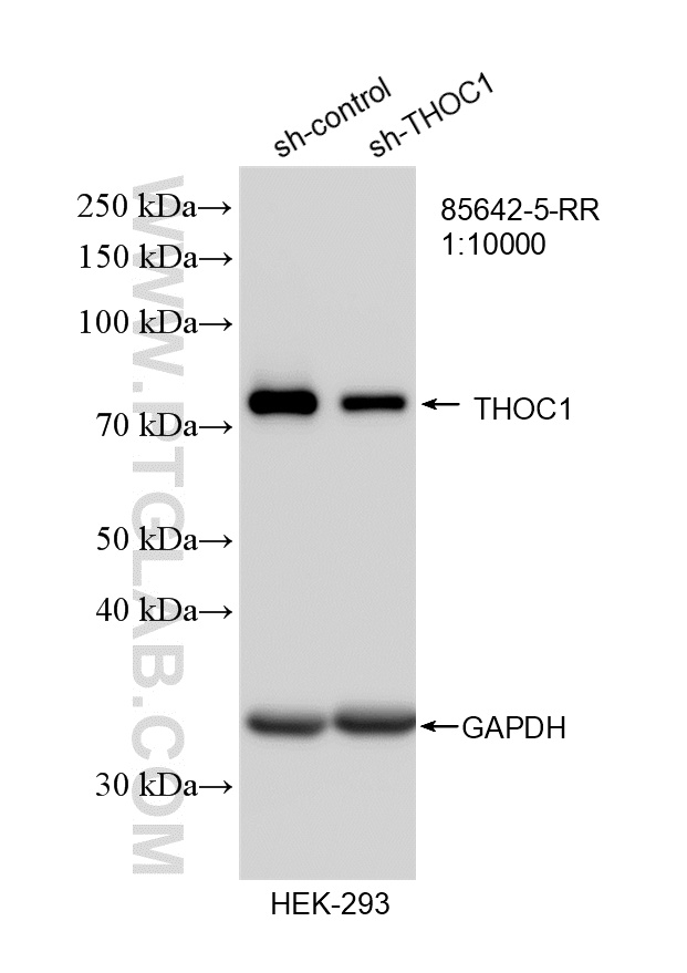 WB analysis of HEK-293 using 85642-5-RR (same clone as 85642-5-PBS) WB analysis of HEK-293 using 85642-5-RR (same clone as 85642-5-PBS)