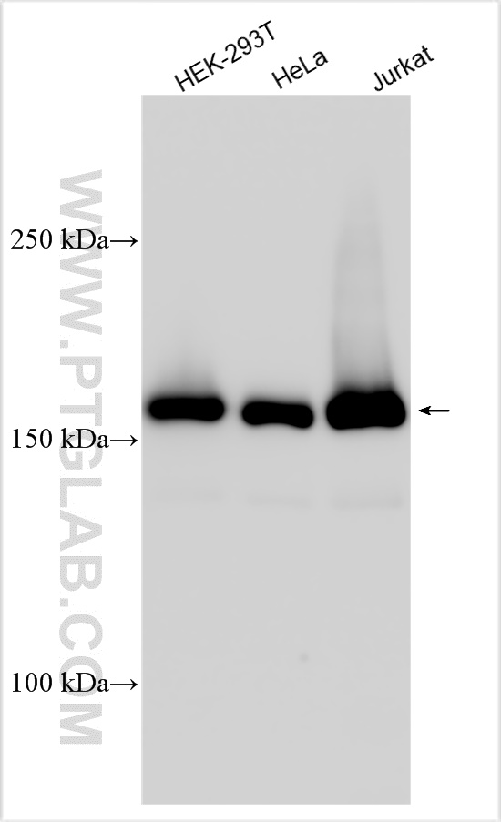 Various lysates were subjected to SDS PAGE followed by western blot with 55178-1-AP (THOC2 antibody) at dilution of 1:500 incubated at room temperature for 1.5 hours. WB analysis using 55178-1-AP