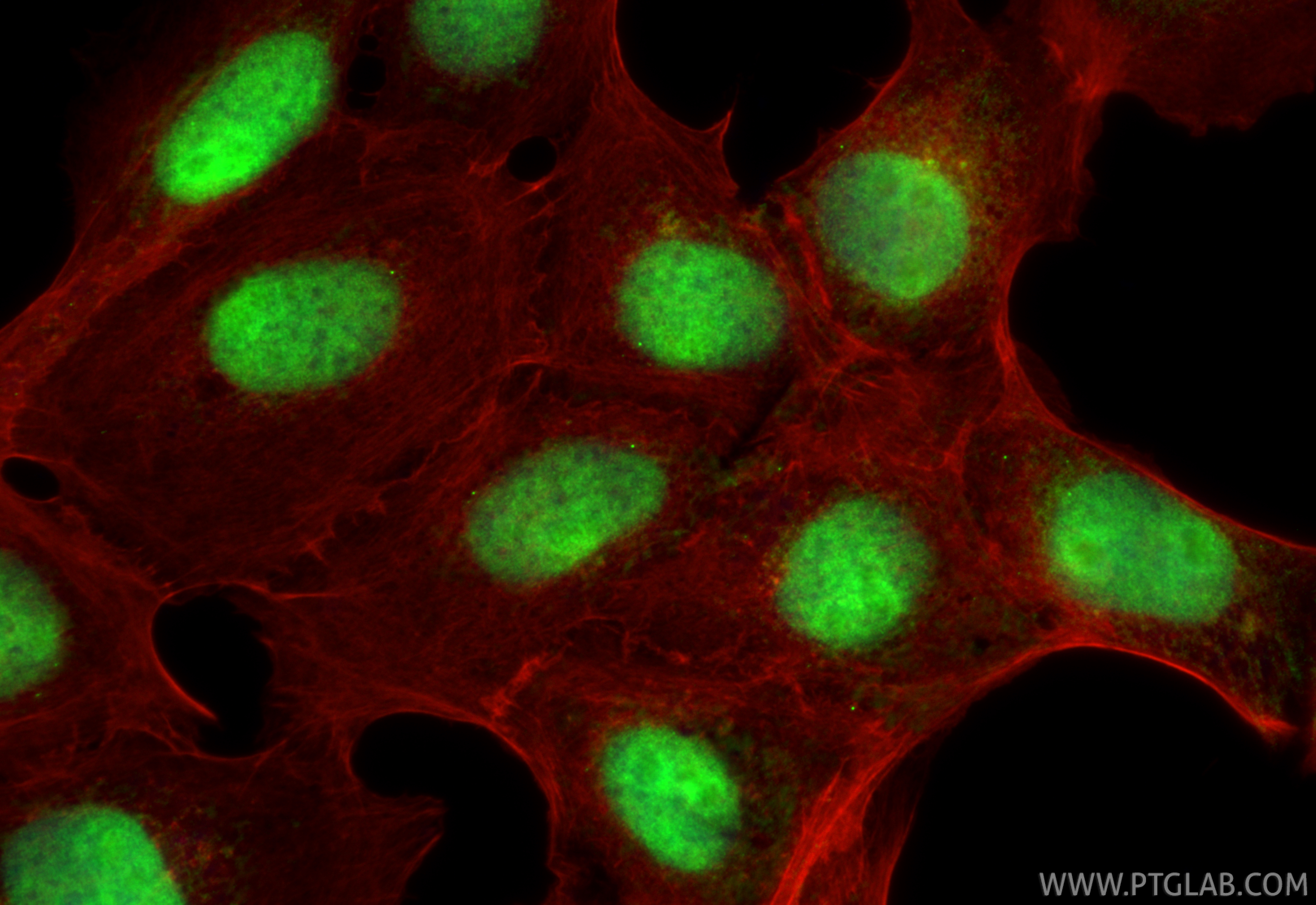 Immunofluorescent analysis of (4% PFA) fixed A431 cells using THOC3 antibody (<a class='green' href='/productredirect?CatalogNo=68812-3-Ig' target='_blank'>68812-3-Ig</a>, Clone: 1A5B12 ) at dilution of 1:1000 and CoraLite®488-Conjugated Goat Anti-Mouse IgG(H+L) (<a class='green' href='/productredirect?CatalogNo=SA00013-1' target='_blank'>SA00013-1</a>), CL594-Phalloidin (red). This data was developed using the same antibody clone with 68812-3-PBS in a different storage buffer formulation. IF Staining of A431 using 68812-3-Ig (same clone as 68812-3-PBS)