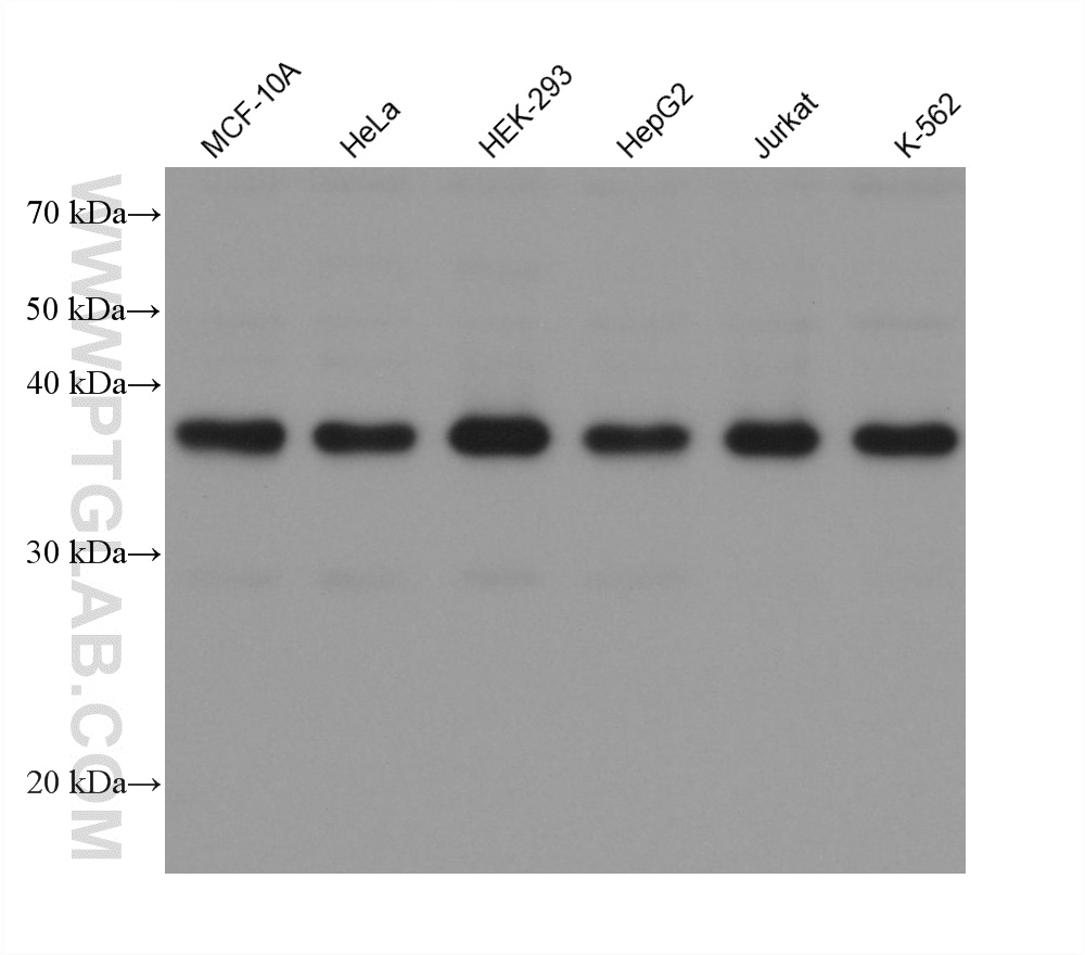Various lysates were subjected to SDS PAGE followed by western blot with <a class='green' href='/productredirect?CatalogNo=68812-3-Ig' target='_blank'>68812-3-Ig</a> (THOC3 antibody) at dilution of 1:20000 incubated at room temperature for 1.5 hours. This data was developed using the same antibody clone with 68812-3-PBS in a different storage buffer formulation. WB analysis using 68812-3-Ig (same clone as 68812-3-PBS)
