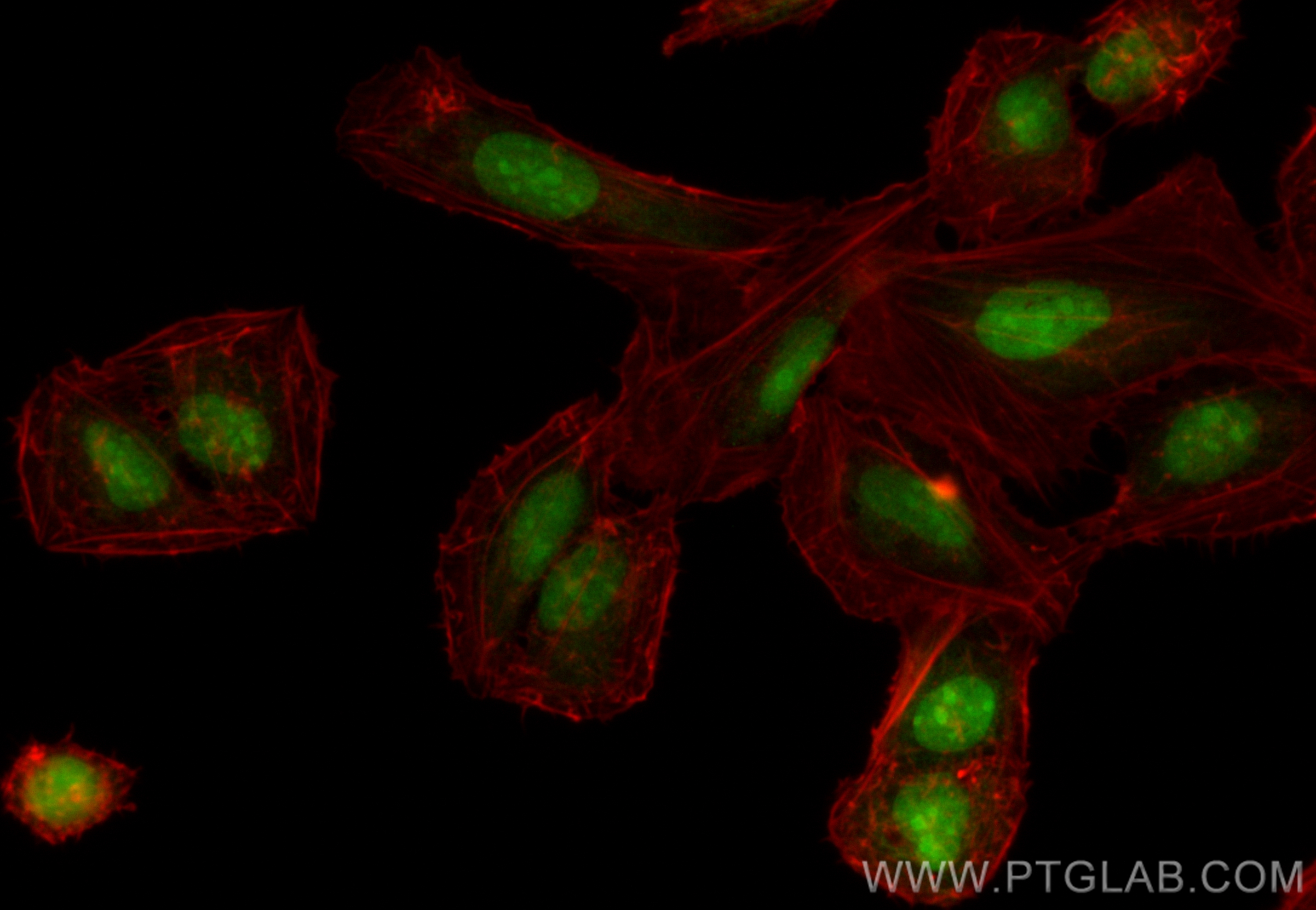 IF Staining of U2OS using CL488-83435
