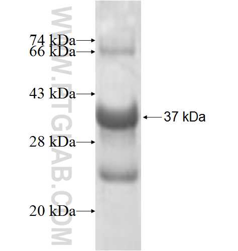THOC6 fusion protein Ag8118 SDS-PAGE THOC6 fusion protein Ag8118 SDS-PAGE