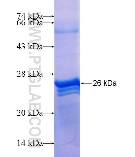 THOC7 fusion protein Ag12024 SDS-PAGE THOC7 fusion protein Ag12024 SDS-PAGE