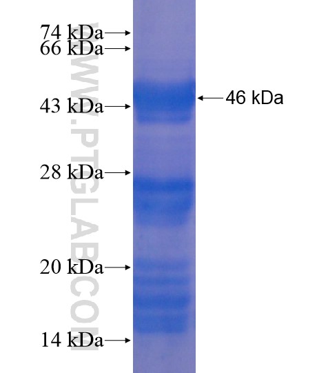THPO fusion protein Ag18592 SDS-PAGE THPO fusion protein Ag18592 SDS-PAGE