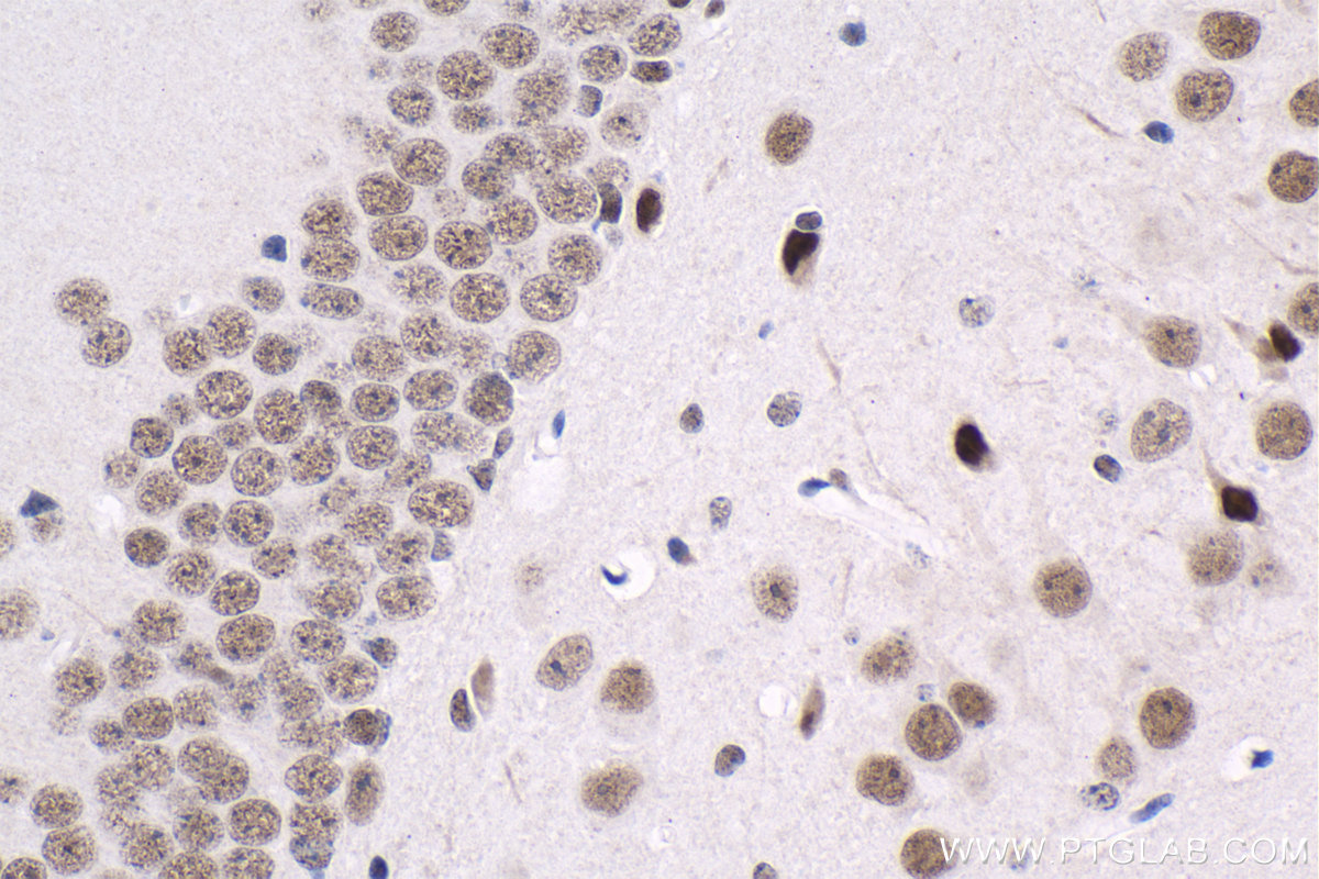 IHC staining of mouse brain using 66703-1-Ig
