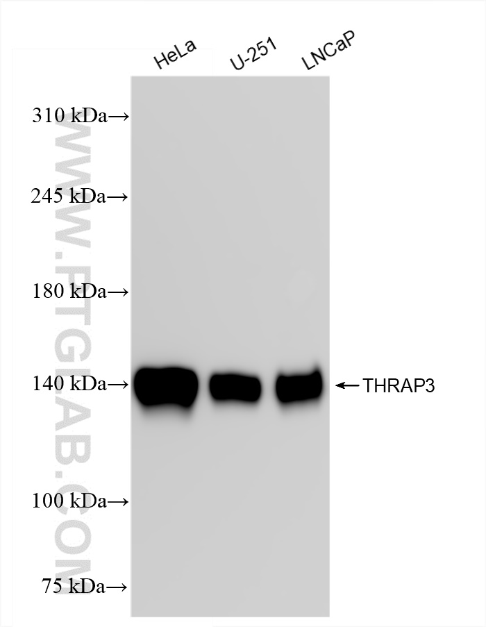 WB analysis using 85093-2-RR