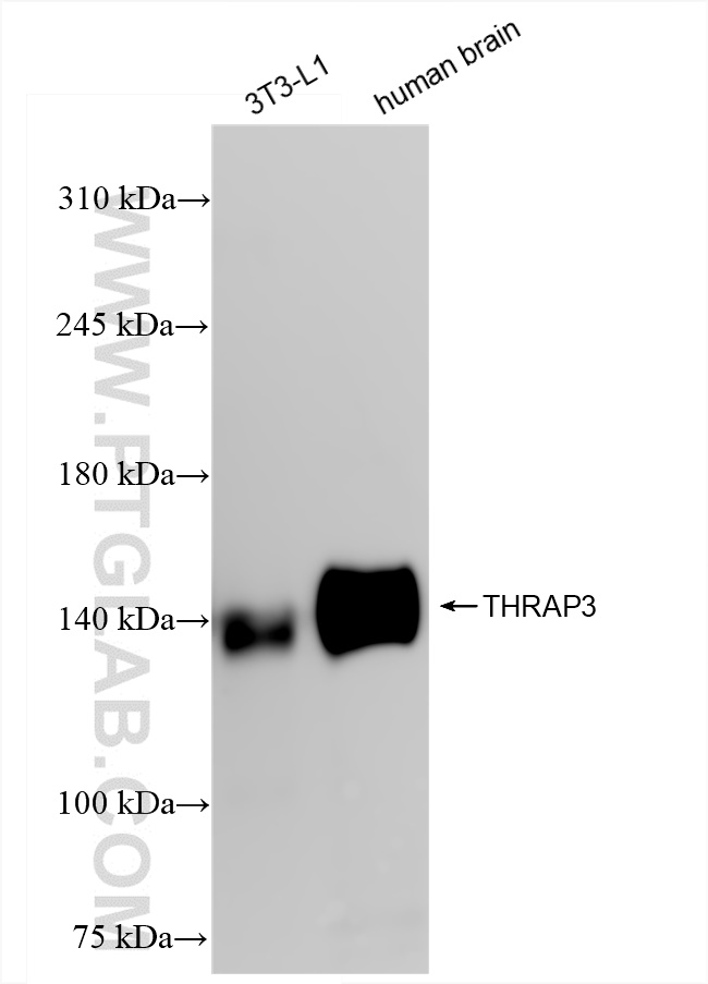 WB analysis using 85093-3-RR