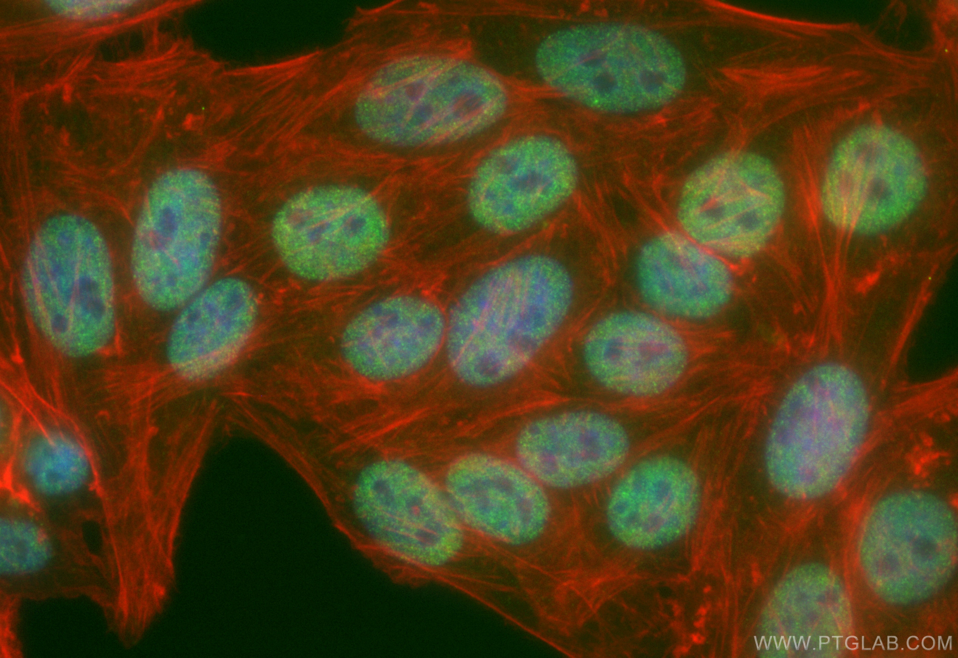 IF Staining of HepG2 using CL488-85093-2