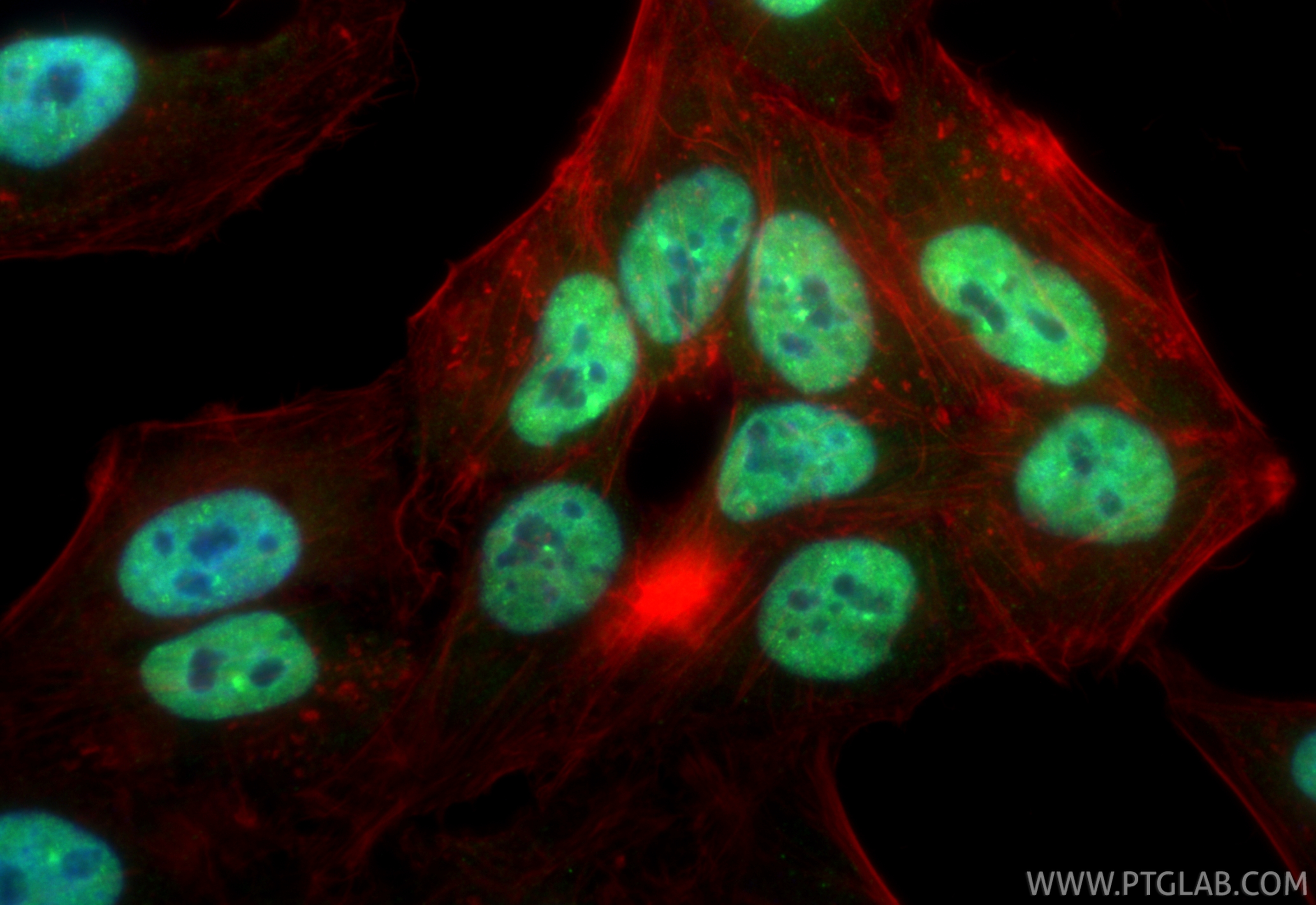 Immunofluorescent analysis of (4% PFA) fixed HepG2 cells using CoraLite® Plus 488 THRAP3 antibody (CL488-85093, Clone: 242268B5 ) at dilution of 1:200, CL594-Phalloidin (red). IF Staining of HepG2 using CL488-85093