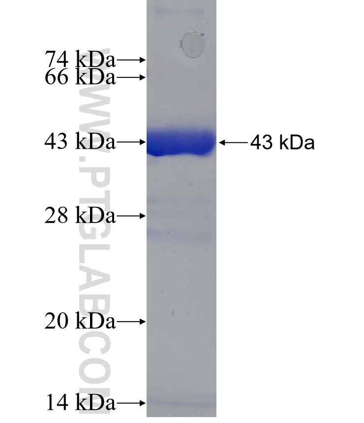 THRSP fusion protein Ag3721 SDS-PAGE