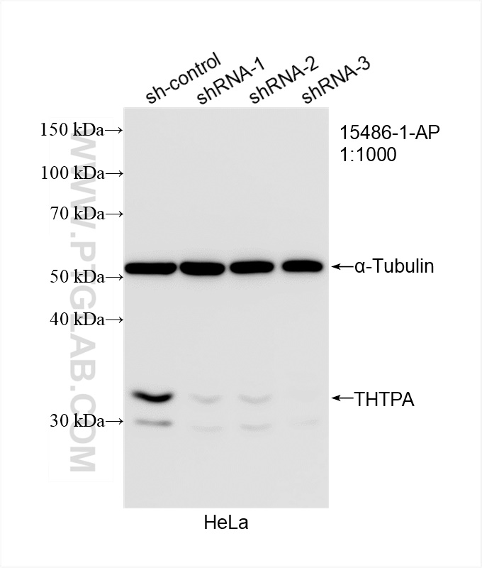 WB analysis of HeLa using 15486-1-AP (same clone as 15486-1-PBS)