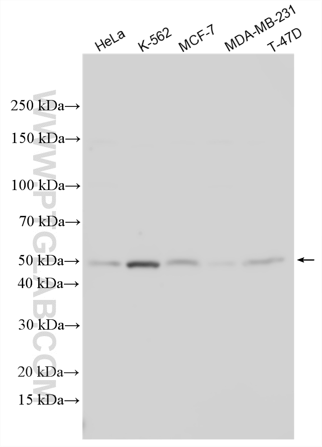 Various lysates were subjected to SDS PAGE followed by western blot with 14921-1-AP (THUMPD1 antibody) at dilution of 1:30000 incubated at room temperature for 1.5 hours. WB analysis using 14921-1-AP