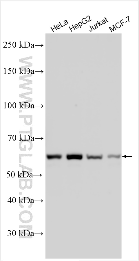 WB analysis using 21054-1-AP