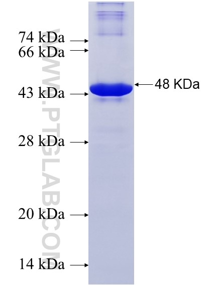 THUMPD3 fusion protein Ag14880 SDS-PAGE