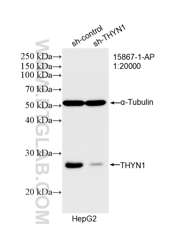 WB analysis of HepG2 using 15867-1-AP