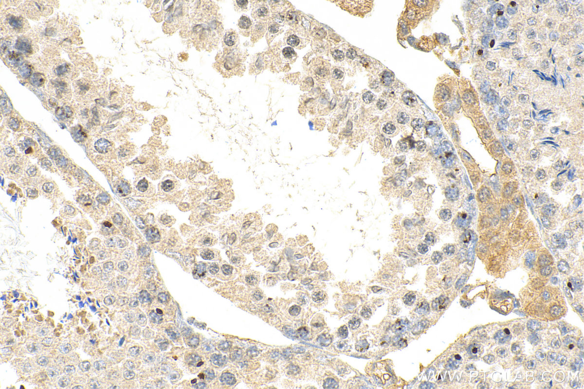 IHC staining of mouse testis using 68337-1-Ig