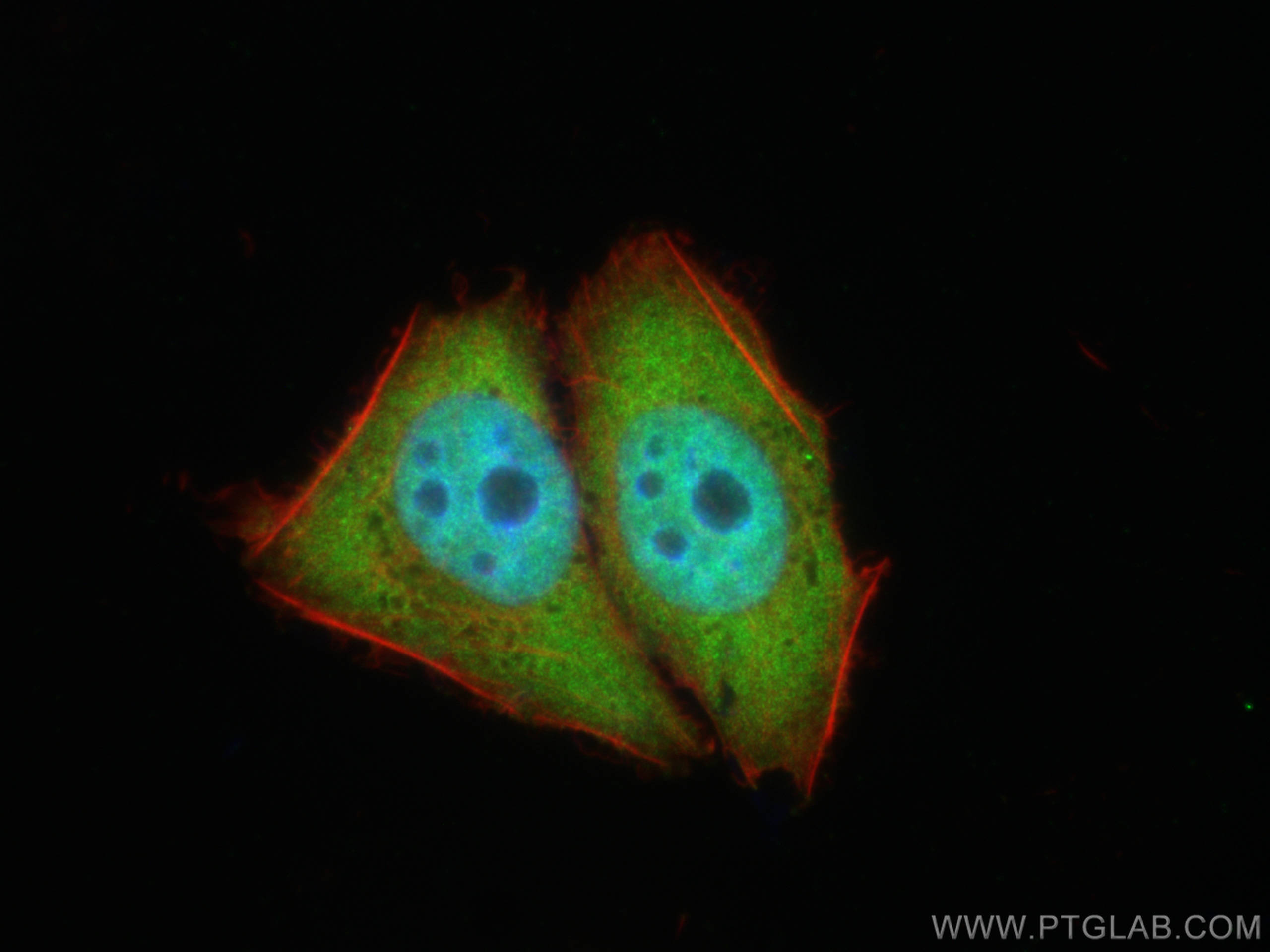 IF Staining of L02 using 12133-2-AP