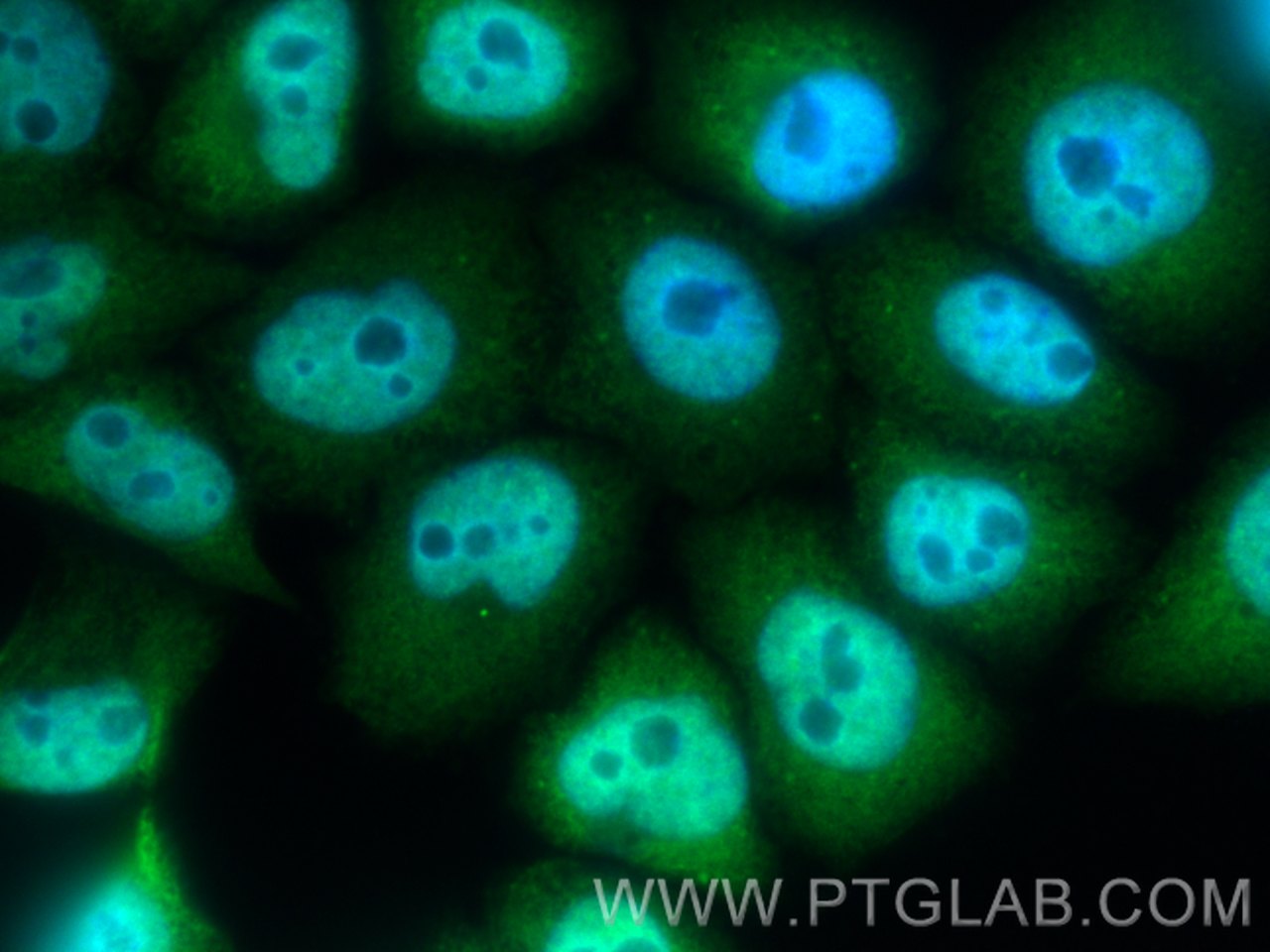 IF Staining of L02 using 12133-2-AP