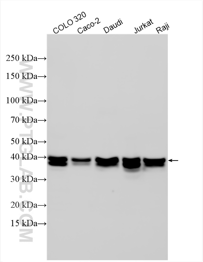 WB analysis using 12133-2-AP