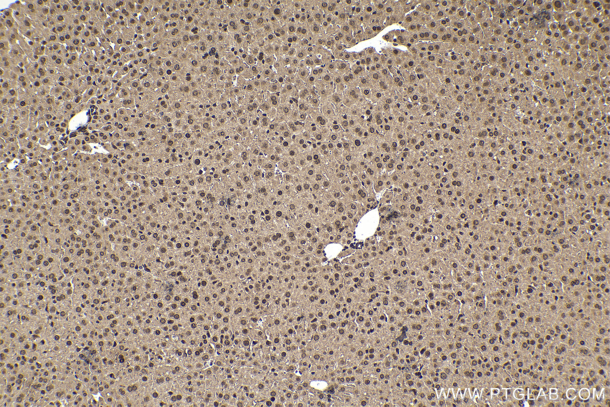 IHC staining of mouse liver using 68486-1-Ig (same clone as 68486-1-PBS)