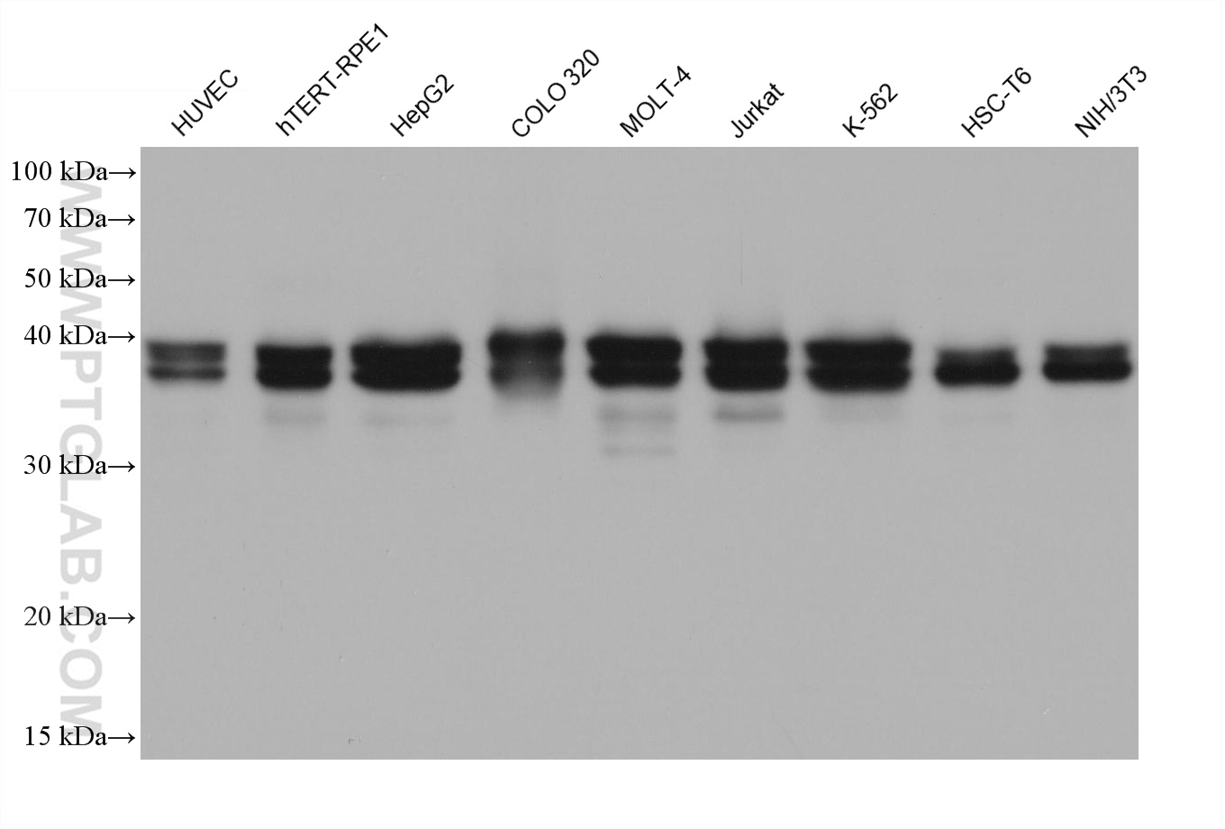 WB analysis using 68486-1-Ig