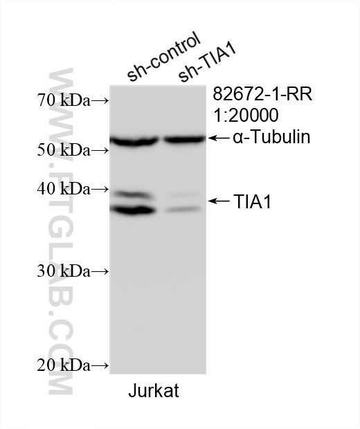 WB analysis of Jurkat using 82672-1-RR (same clone as 82672-1-PBS)