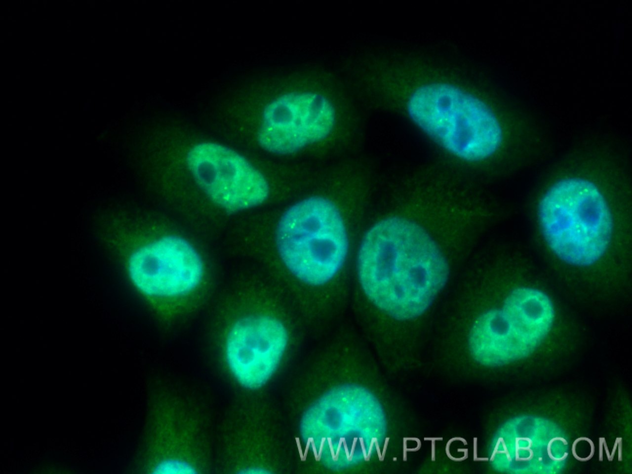 IF Staining of L02 using CL488-12133