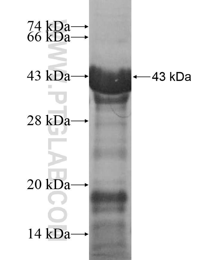 TICAM2 fusion protein Ag17325 SDS-PAGE