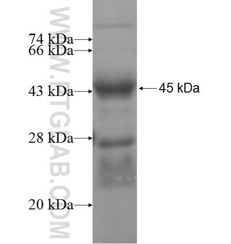TIGD1 fusion protein Ag4941 SDS-PAGE TIGD1 fusion protein Ag4941 SDS-PAGE