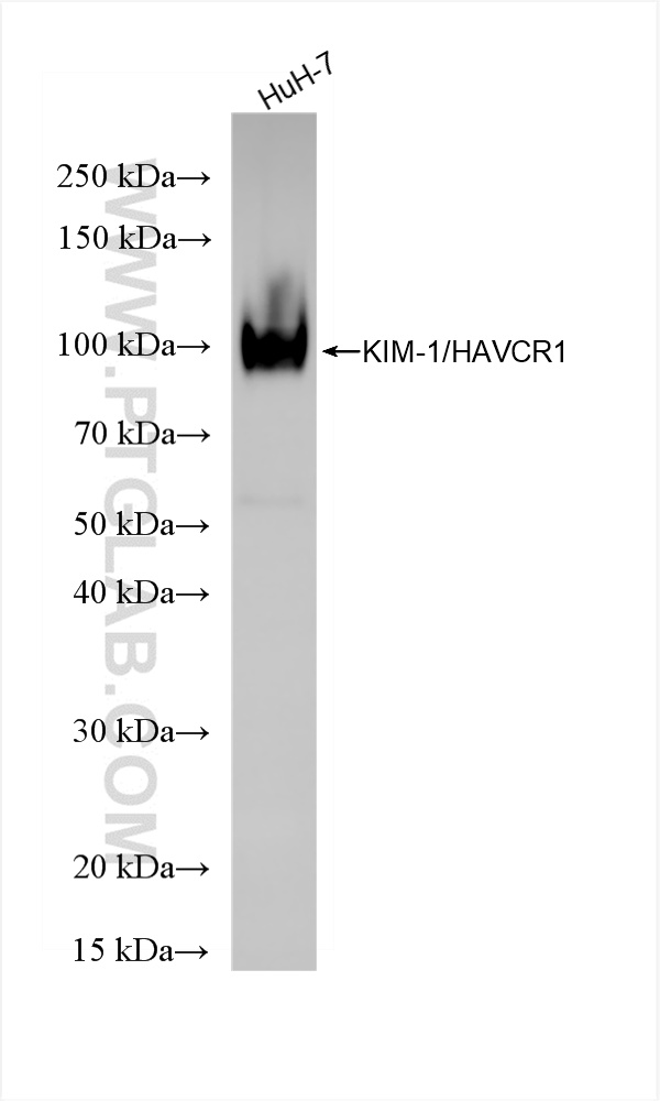 WB analysis of HuH-7 using 84600-5-RR