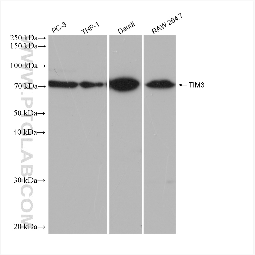 WB analysis using 82836-1-RR