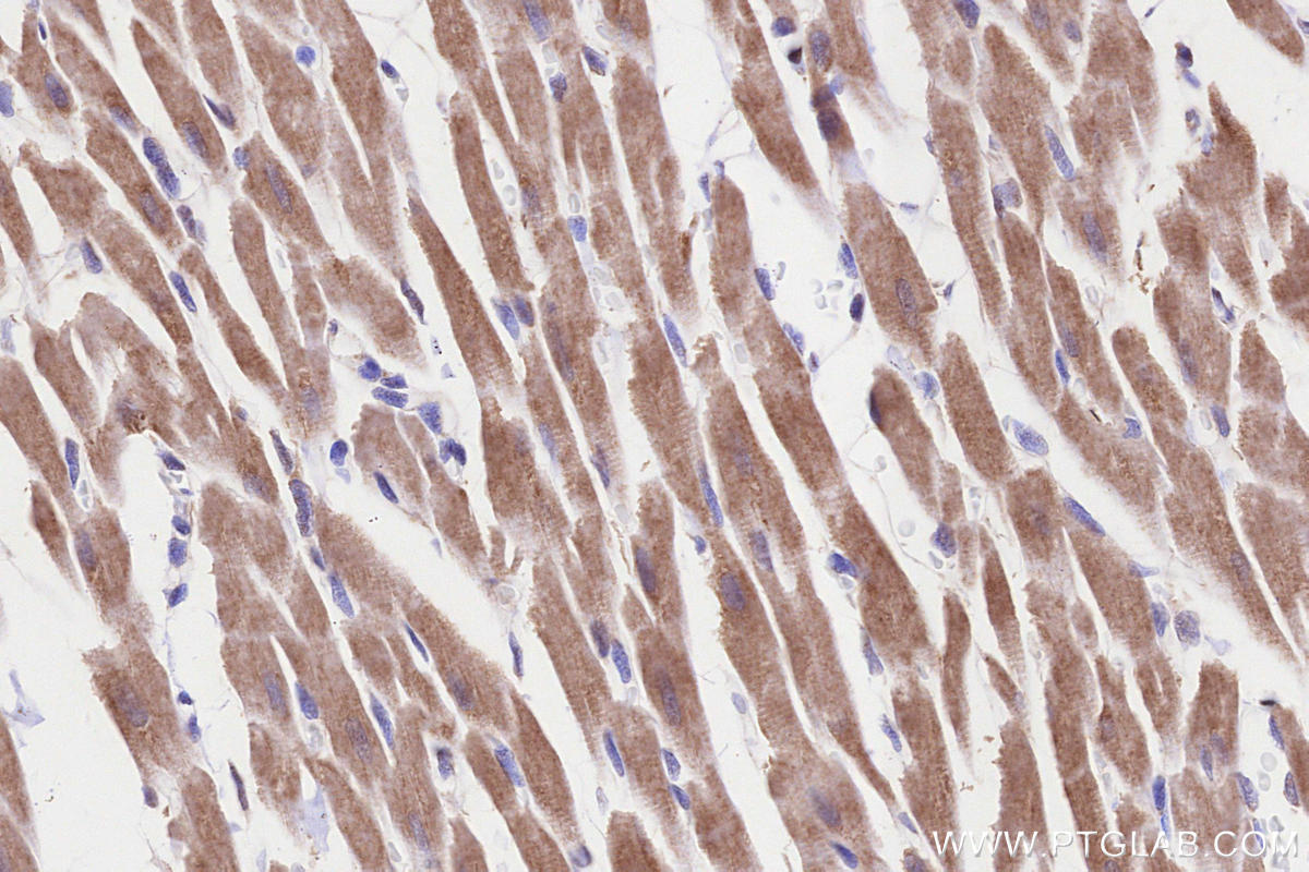 IHC staining of rat heart using 11124-2-AP