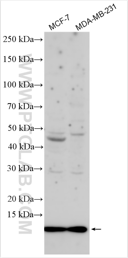 WB analysis using 11124-2-AP